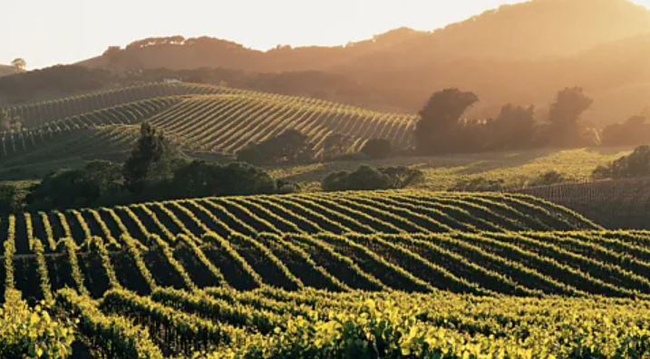 Vineyard rows at sunset
